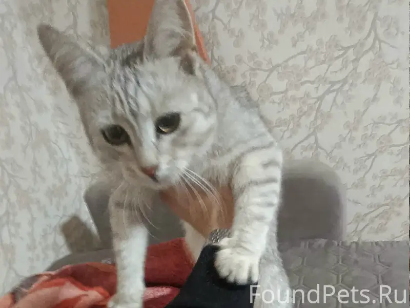 Найдена кошка, Морская 44