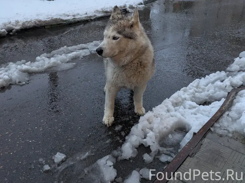 Пропала собака похожая на хаски, Электросталь