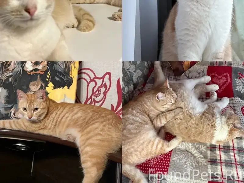 Пропали коты, Сергиевск