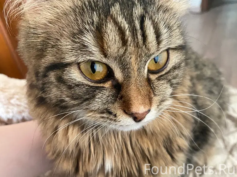 Пропала кошка Шерри, район Нахимова 5