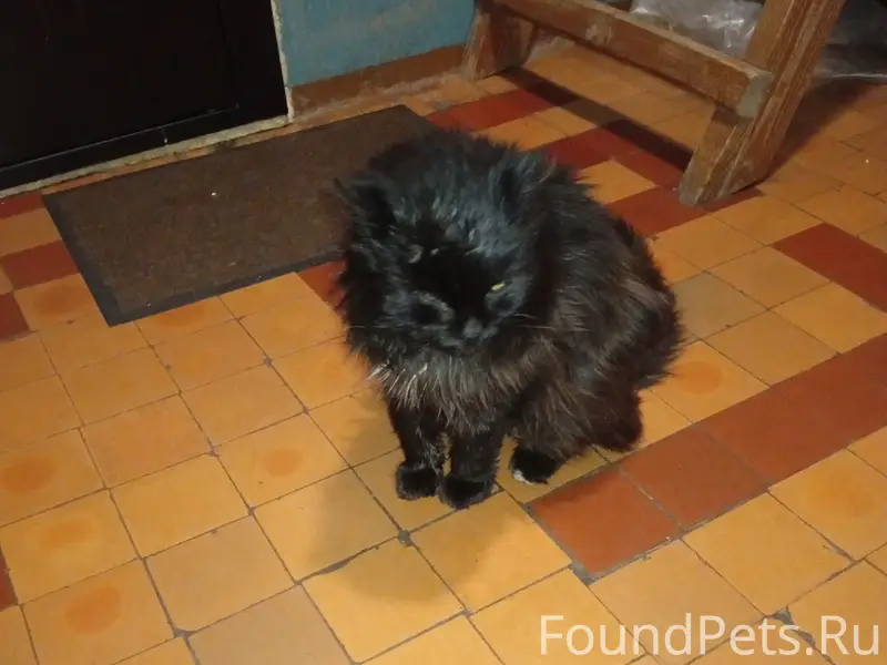 Найден чёрный кот с бельмом, улица Строителей