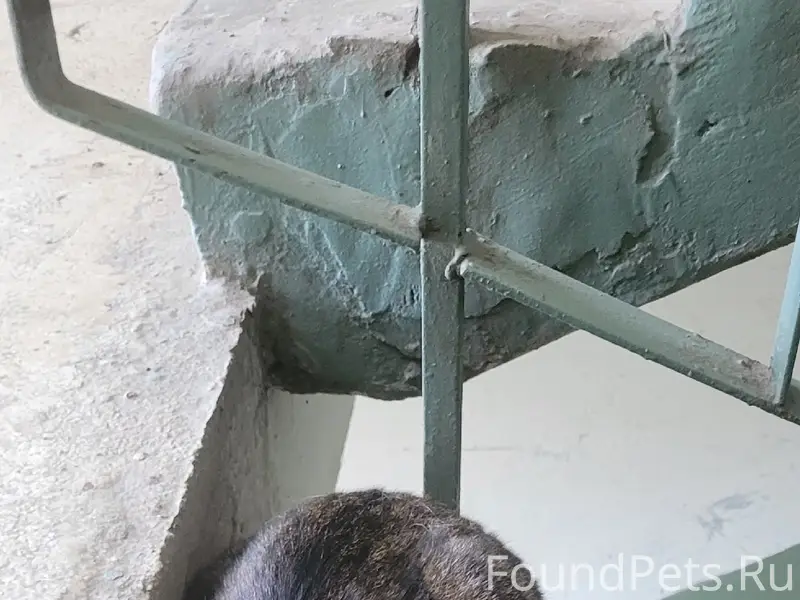 Найдена кошка, черный пятнистый табби, состояние стресса