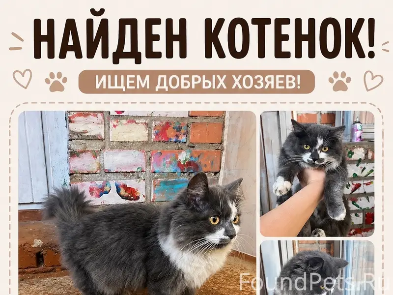 Найден домашний котёнок, Взлетная 1