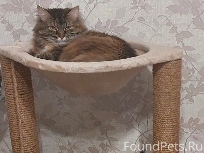 Пропала кошка Ася, район трудовых резерв