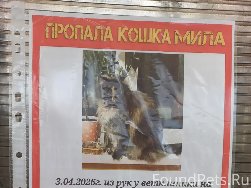 Пропала кошка мейн-кун Мила, Кострома