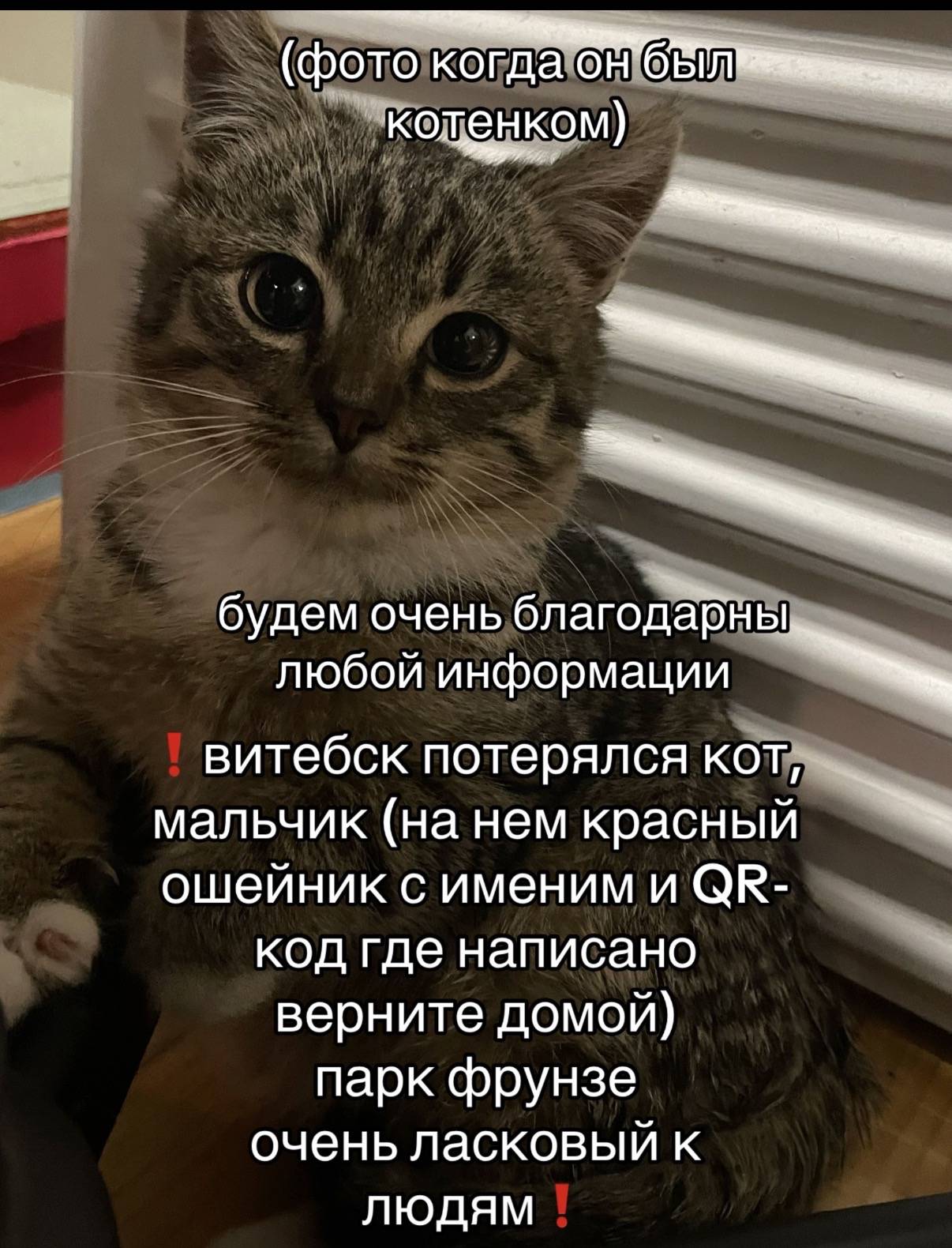Пропал кот 