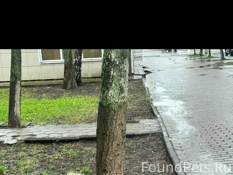 Пропала полухаски Ася, Авиатор, Союзная