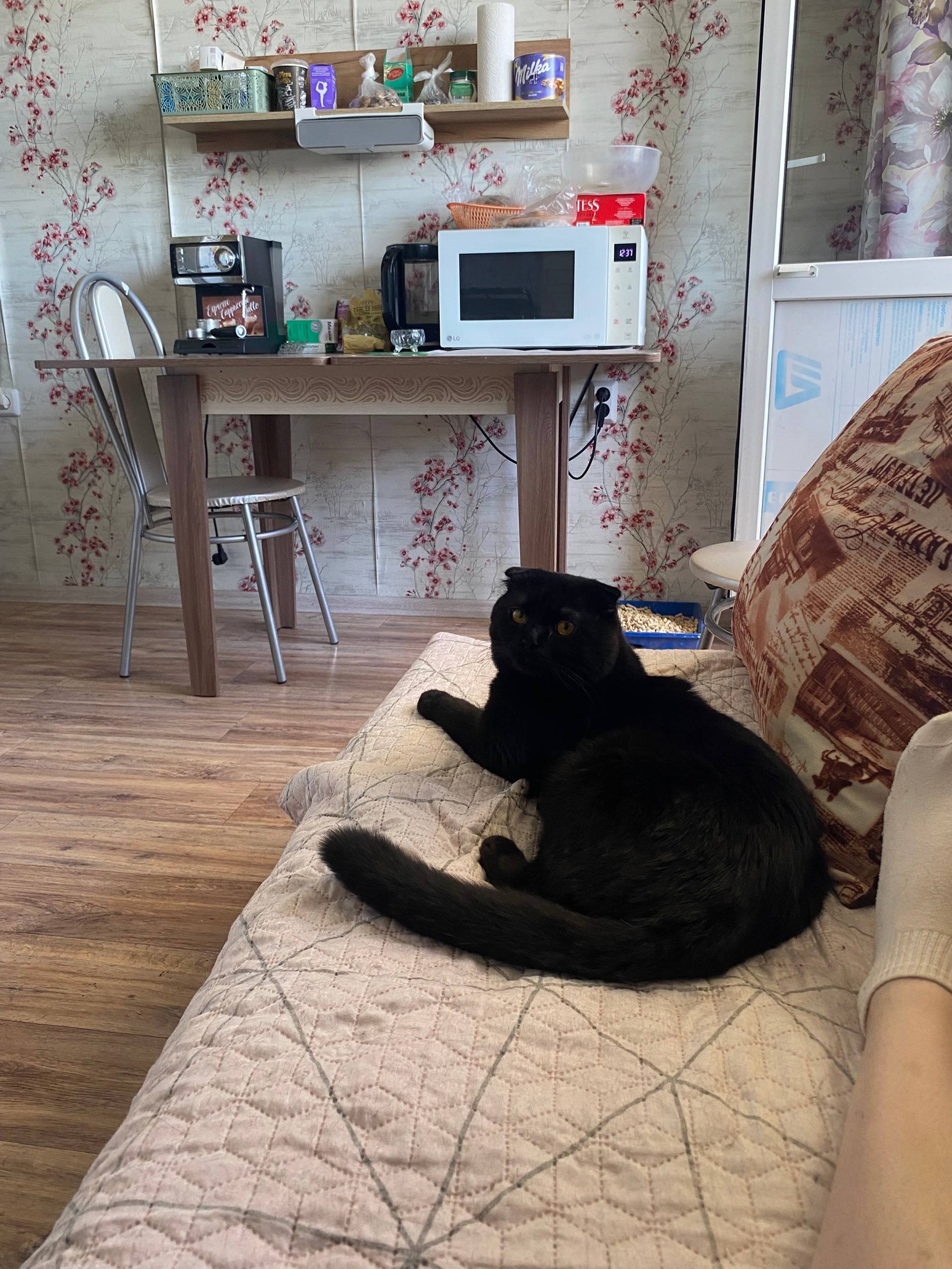 Найден шотландский вислоухий кот, Краснодар