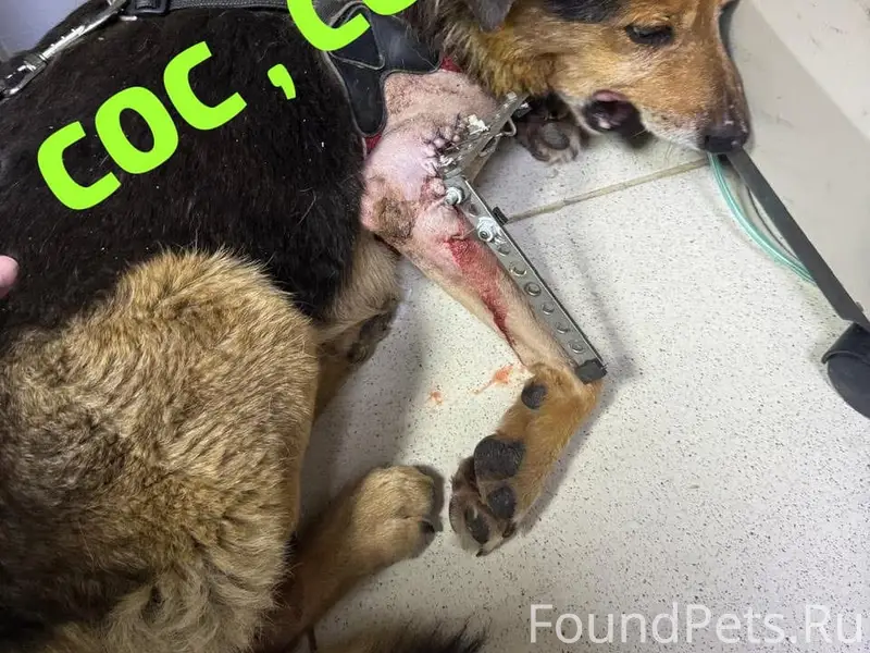 Пропал Дружок, Тула