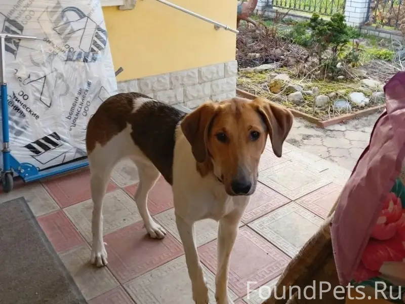 Найдена собака, [окрас и приметы ошейника], частный сектор