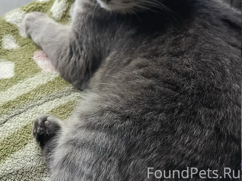 Пропала кошка, Нижний Новгород