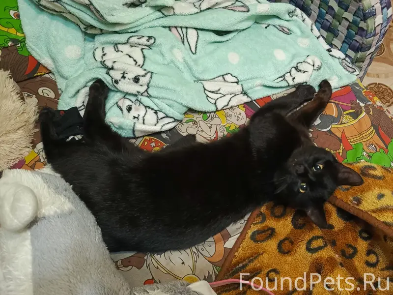 Найден молодой кот