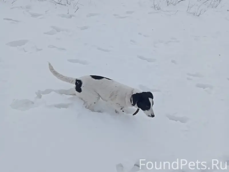 Пропала собака Ева