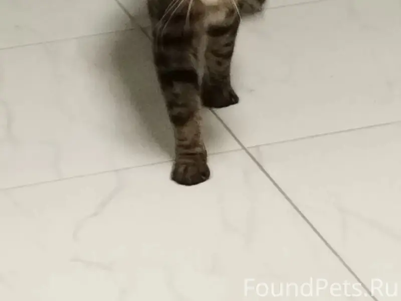 Найден кот, Северный берег