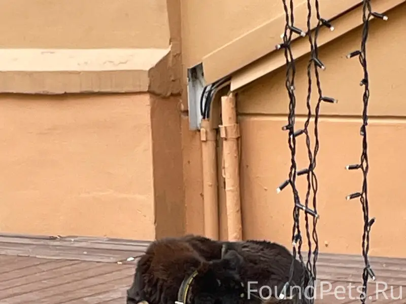 Найден тип собака, Большая Покровская