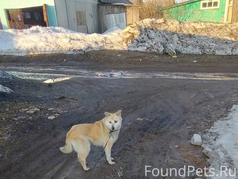Пропала собака Гретта