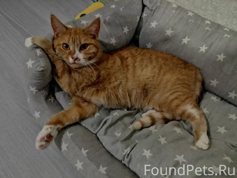 Пропала кошка Алиса, улица Резинстроя