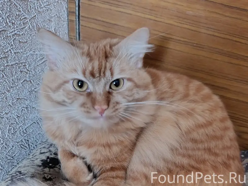 Пропал рыжий кот, с. Бехтеевка