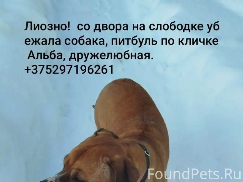 Пропала питбуль Альба, Лиозно
