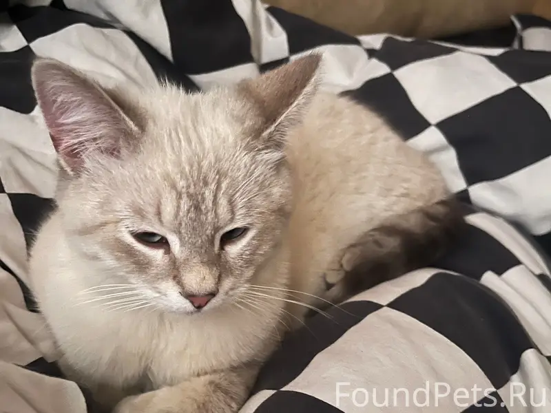 Найден кот, за 2-ой школой