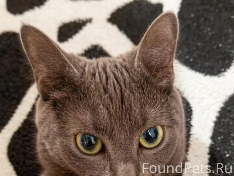 Пропала кошка, ул. Северная, 18-а