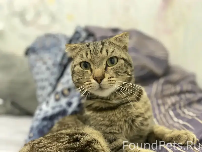 Пропал кот,