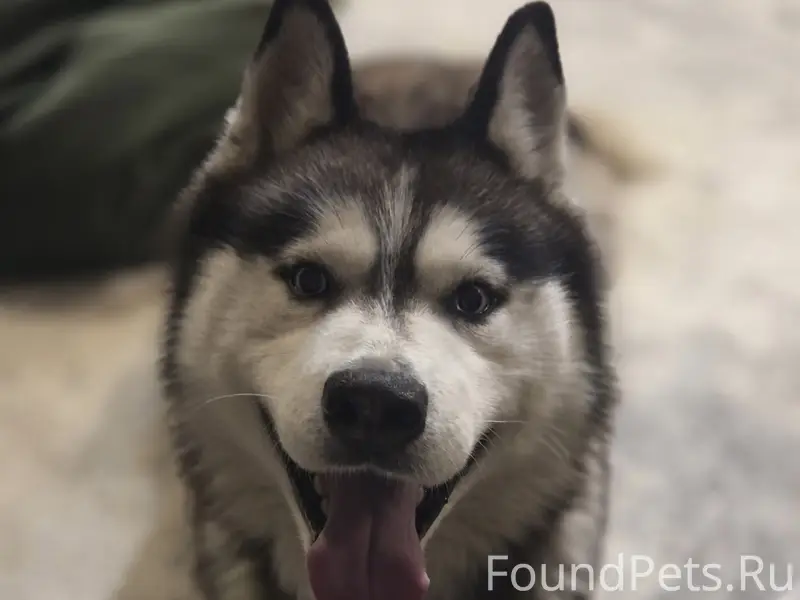 Найден хаски, найденный в Опалихе