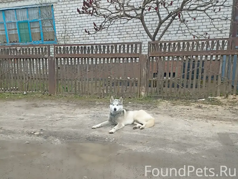 Пропала собака, Вторая Лесная