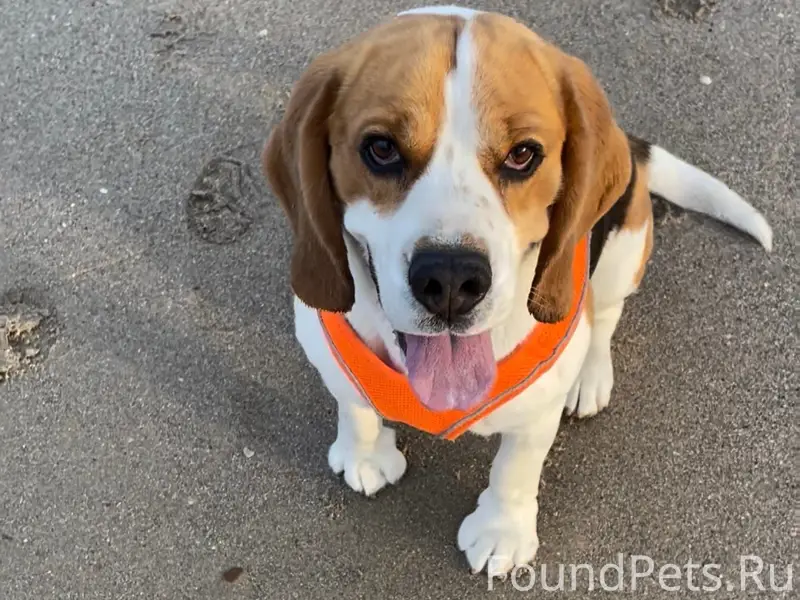 Пропал бигль Рэй, Алексеевка