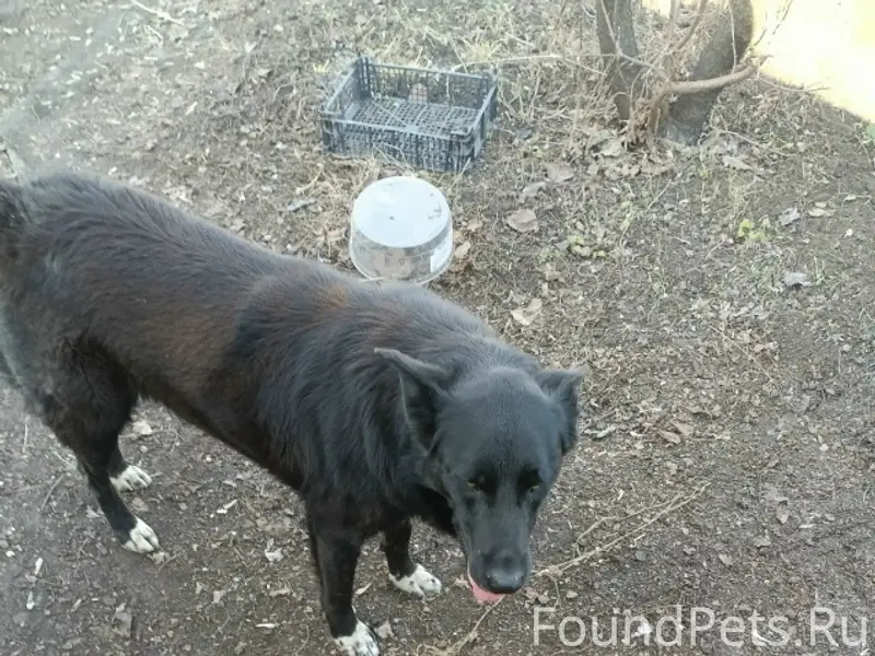 Пропал пёс Цыган, Новокуйбышевск