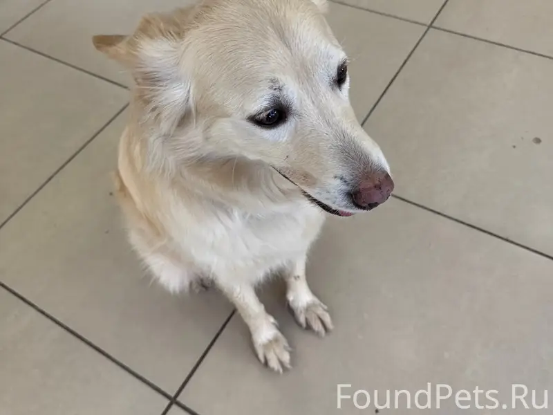 Найден метис лабрадора, Новосадовый