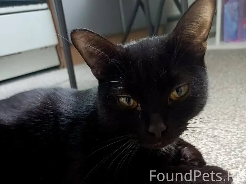 Найдена кошка, ул. Энгельса