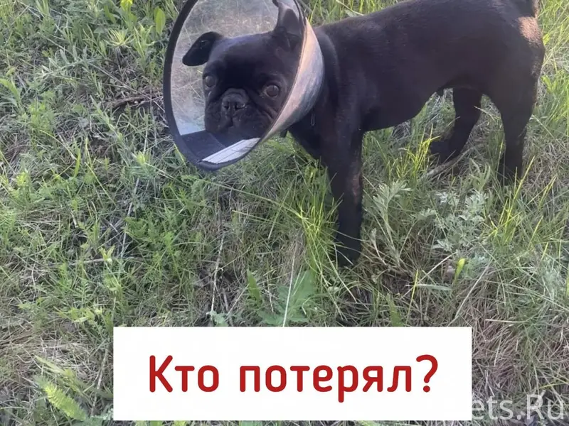 Найден а собака в ветеринарном воротнике, Ставрополь-Михайловск