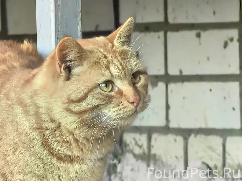 Пропал кот, хромает, Солнечный бульвар и Маяковского