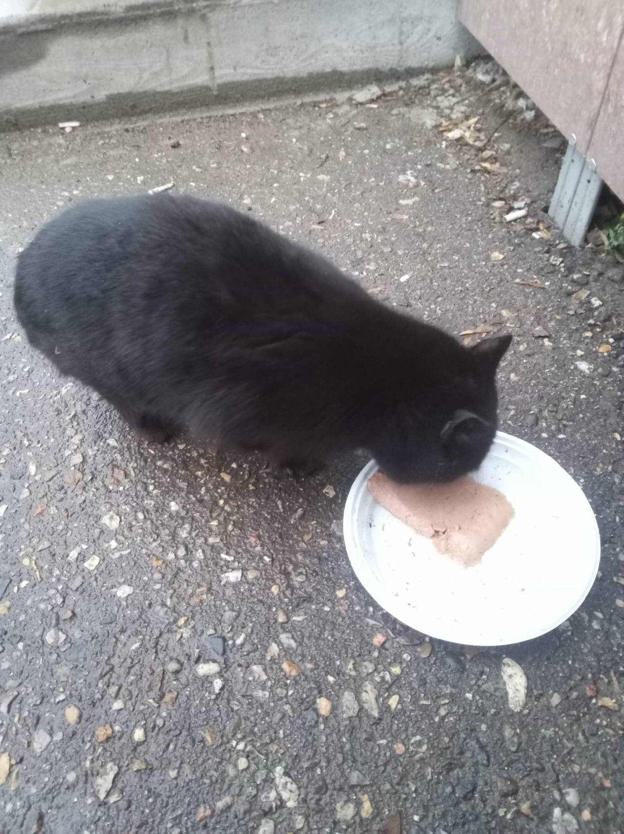 Найден черный породистый кот(кошка)