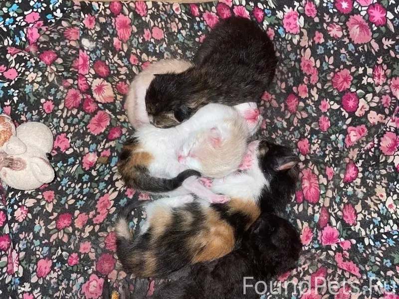 Найдены котята, [место не указано]