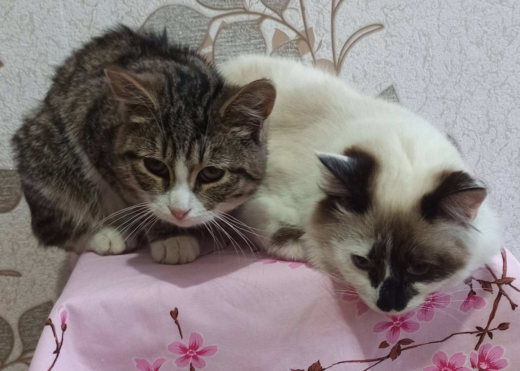 Пропали кот и кошка подросток, Данков