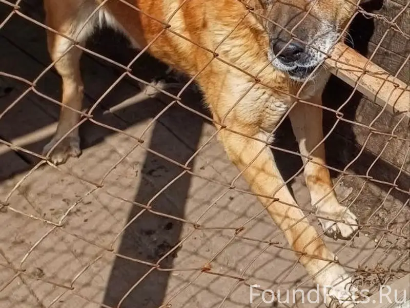 Пропал Бим, Смышляевка