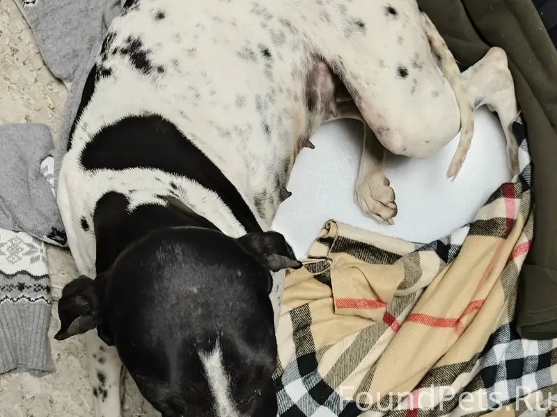 Найден пёс, район Катюши