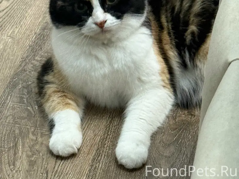 Пропала трёхцветная кошка Буки