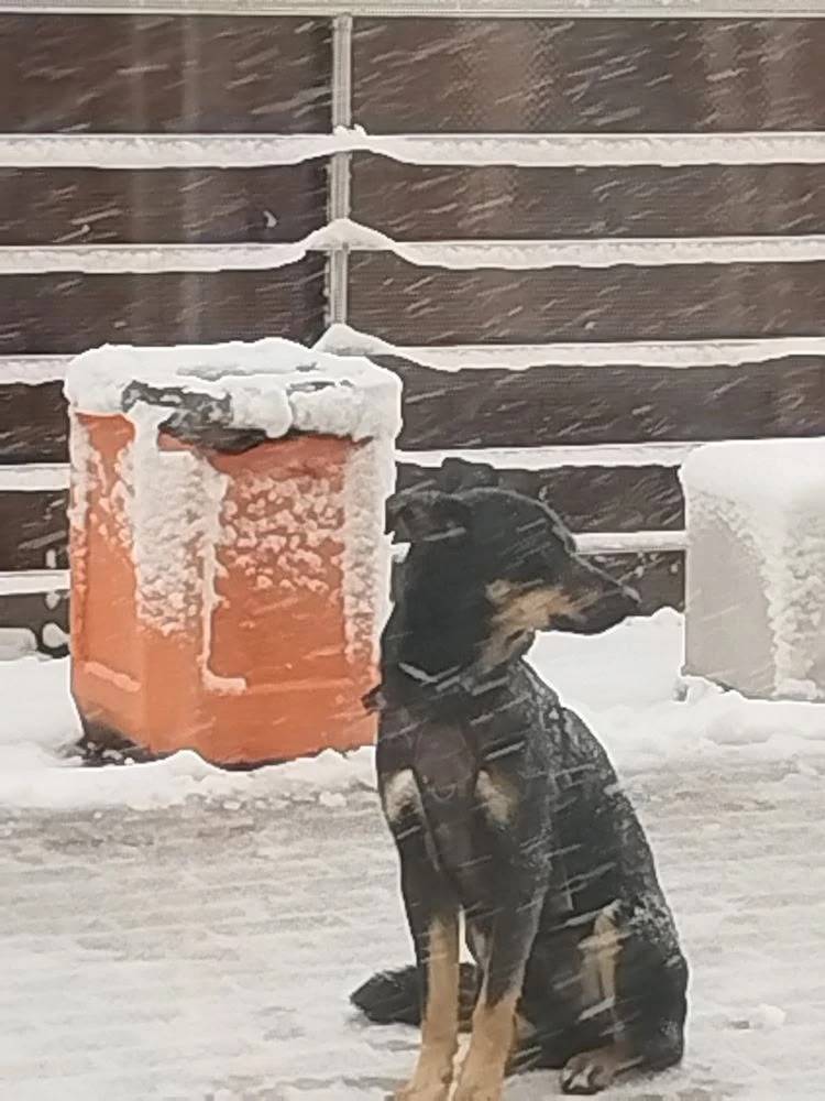 Пропала собака, Зеленоград