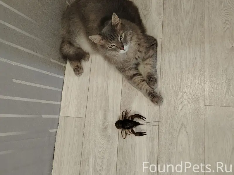 Пропал кот Ватсон, Вахитово