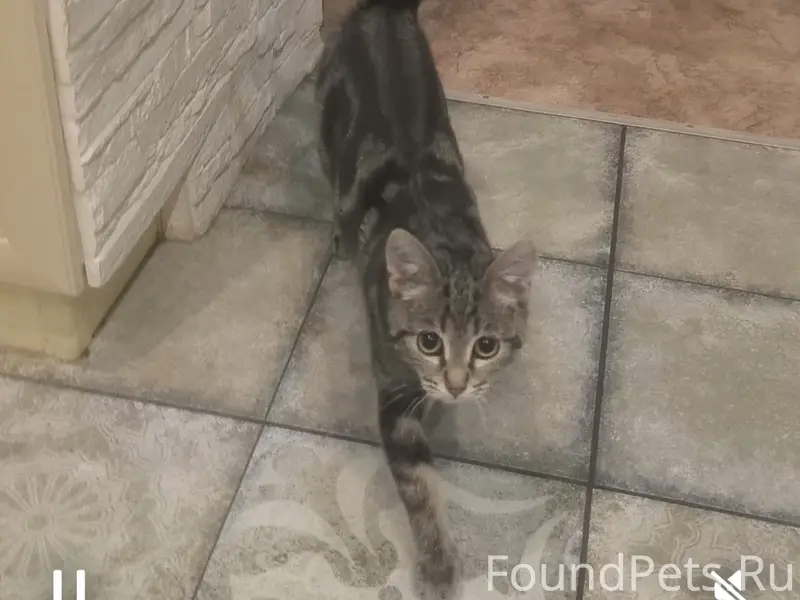 Пропала кошка Мася, Зеленоград