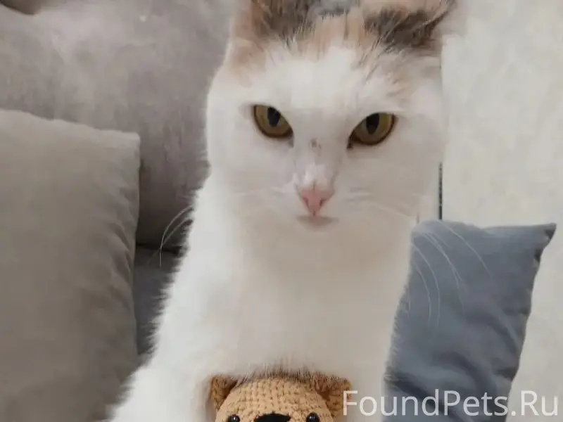 Пропала кошка Муся, с. Иглино