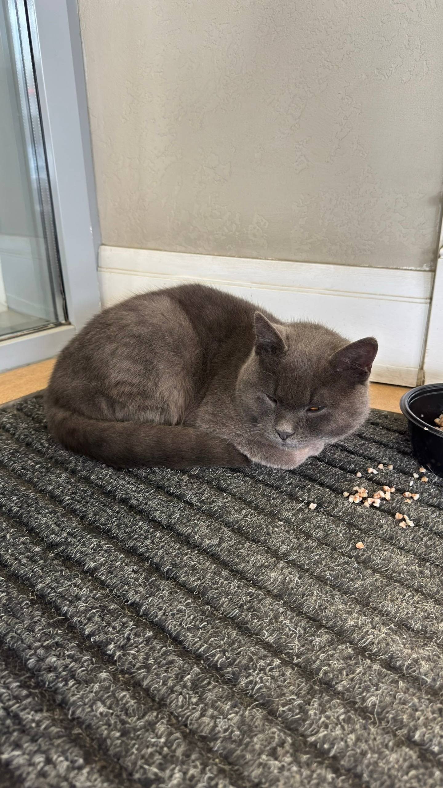 Найден кот, Пушкинский район