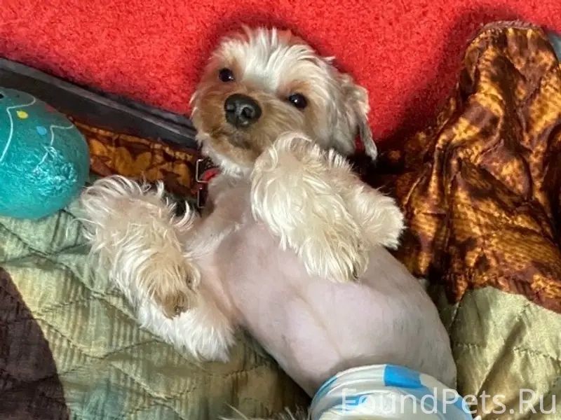 Пропал йоркширский терьер голдаст, пропал на дачном участке