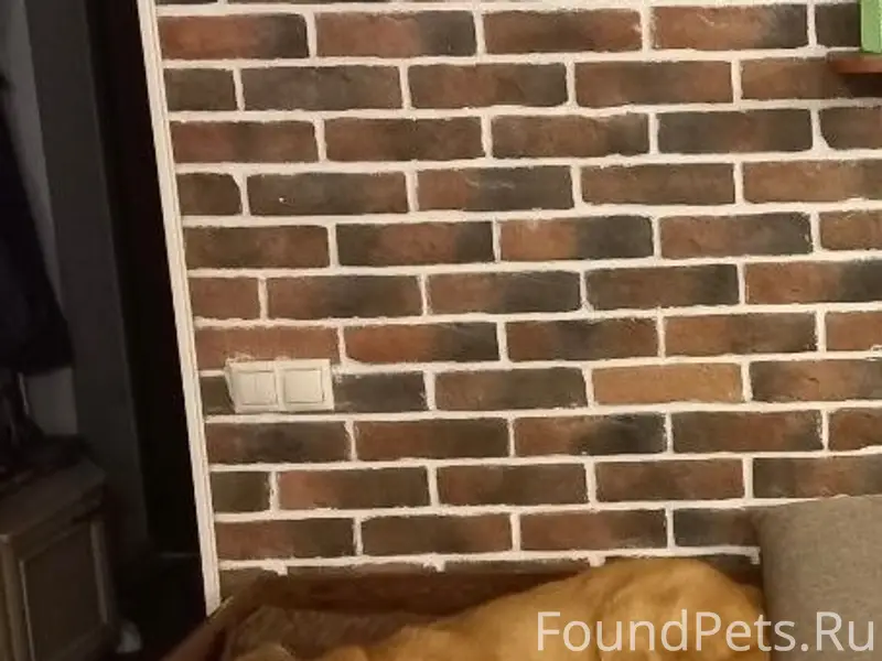 Пропала собака Лиза, Кратово