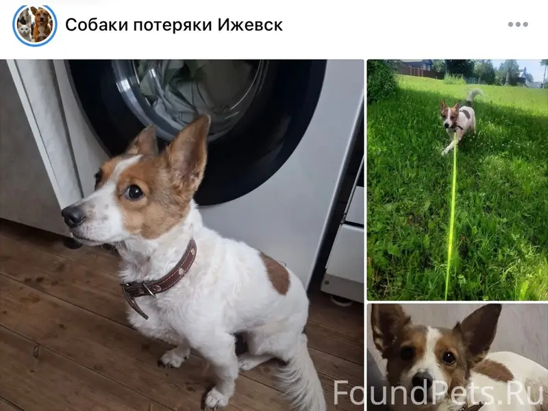 Пропала собака, Воткинское шоссе