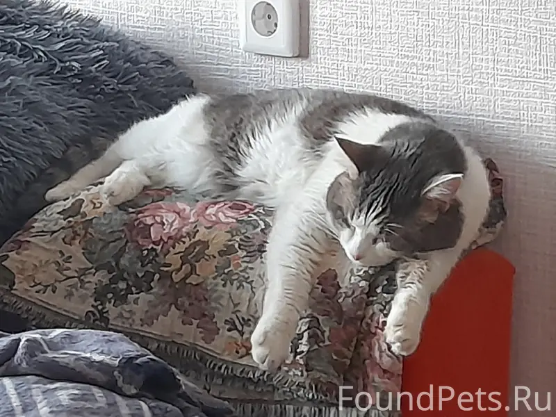 Пропал кот Фиником, Первоозёрный посёлок, Челябинск