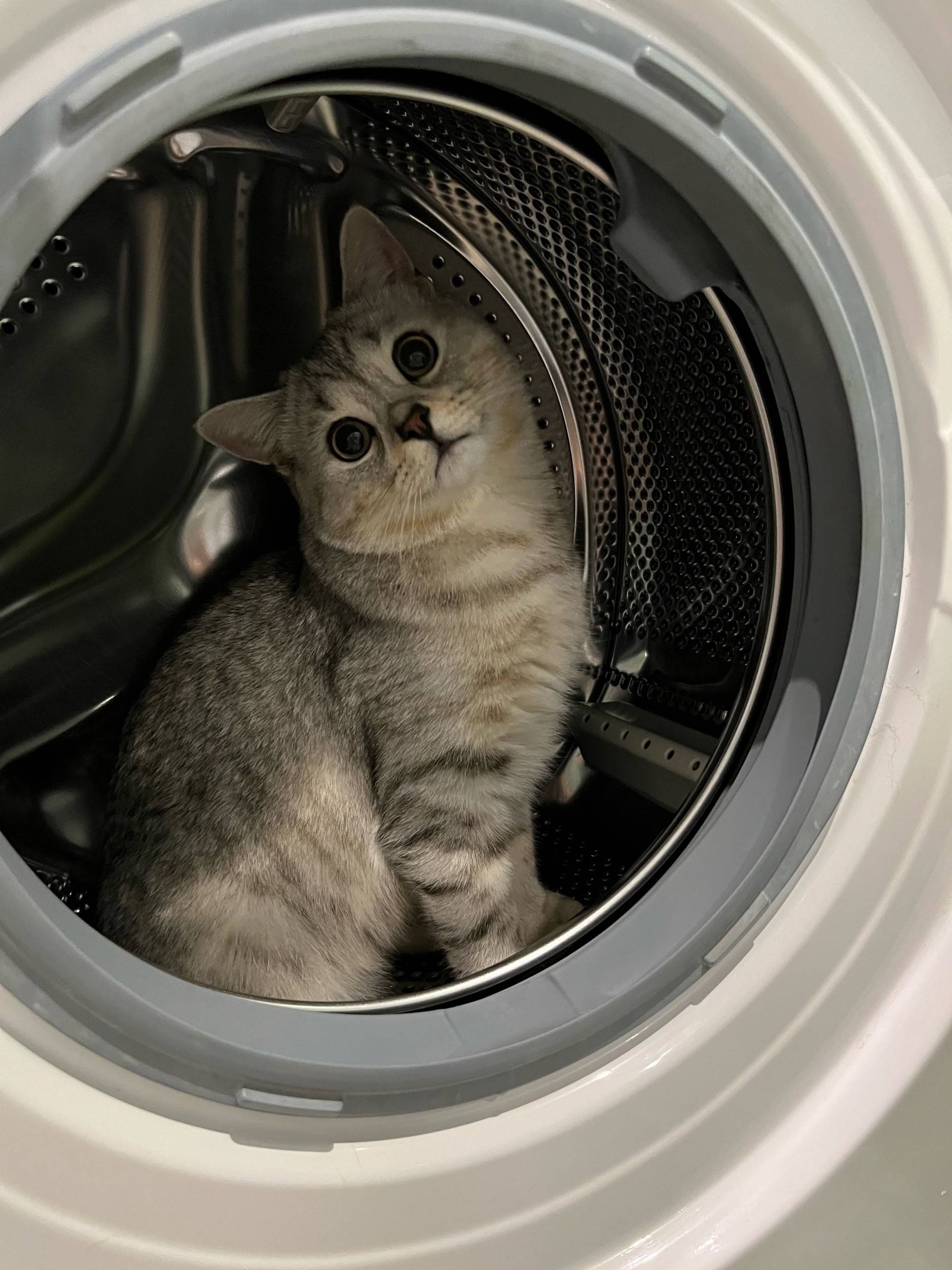 Пропал кот Басик, пгт Верхнеднепровский